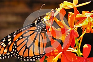 Monarch butterfly on orchid