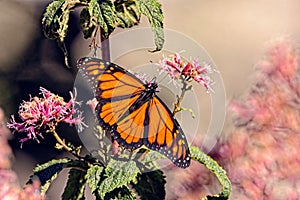 Monarch butterfly with outspread wings feeding on the nectar of a pink flower with blur background