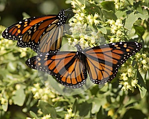 Mariposa un par 