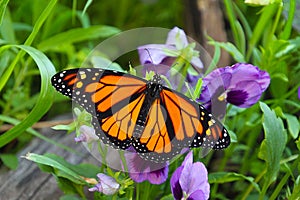 Monarch Butterfly on Pansies
