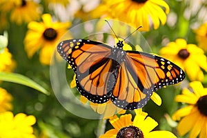 Monarch butterfly perched on Black-eyed Susans - (Danaus plexippus)