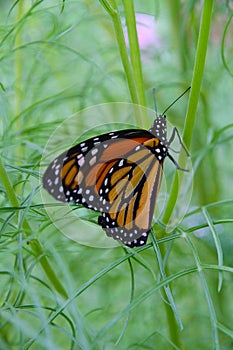 Monarch butterfly perched on - (Danaus plexippus)reen, slender stem