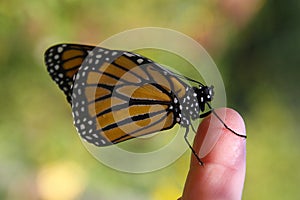 Monarch butterfly perched on finger tip - (Danaus plexippus)