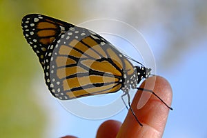 Monarch butterfly perched on finger tip II - (Danaus plexippus)