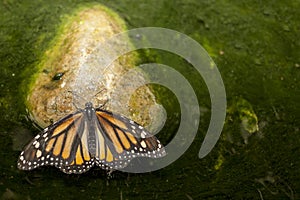 Monarch butterfly perched over green pond