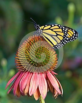 Monarch butterfly perched on pastel cone flower