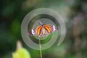 Monarch butterfly perching on a twig with outspread wings in the garden with blur background
