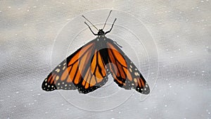 Monarch butterfly in a piece of fabric