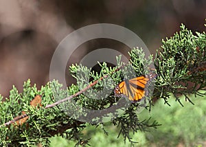 Monarch butterfly resting on an evergreen tree branch