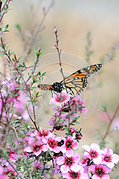 Monarch butterfly on pink Australian native tea tree flowers