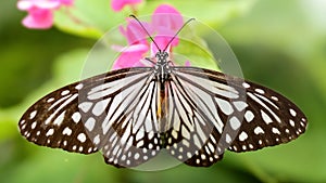 gracious black and white butterfly spreading its wings on a pink flower, this beautiful and fragile insect is a lepidoptera photo