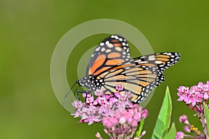 Monarch Butterfly on pink kolanchoe