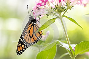 Monarch Butterfly On Pink Pentas Plant