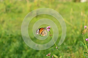 A monarch butterfly with pink small flowers.