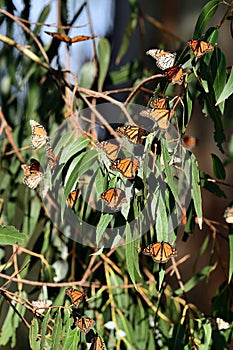Monarch Butterfly in Pismo Beach