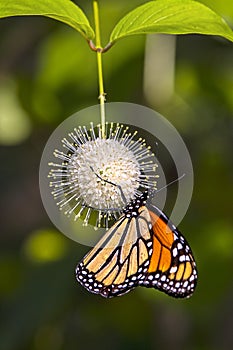 Monarch Butterfly Pollinating On A Buttonbush