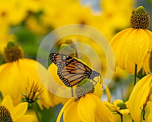 A monarch butterfly pollinating cut leaf cone flowers