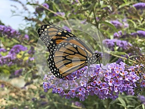 Monarch Butterfly Pollinating Purple Buddleja