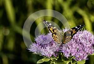 Monarch butterfly pollinating a purple flower