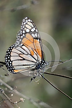 Monarch Butterfly portrait photo