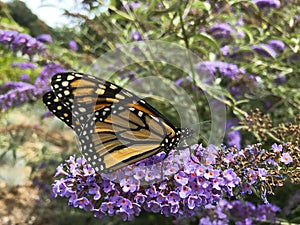 Monarch Butterfly Portrait with Pollen on Proboscis