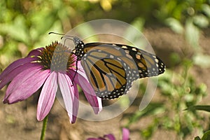 Monarch butterfly profile on Echinacea flower close up
