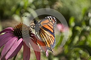 Monarch butterfly profile on Echinacea flower close up