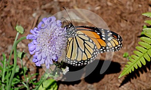 Monarch butterfly profile on purple flower