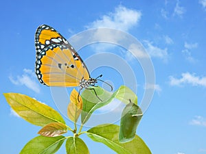 Monarch butterfly and pupae