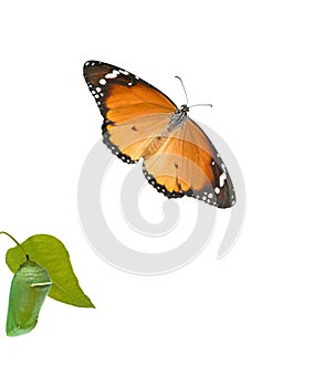 Monarch butterfly and pupae photo