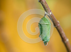 Monarch Butterfly Pupae photo