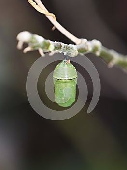 Monarch butterfly pupae