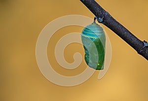 Monarch Butterfly Pupae