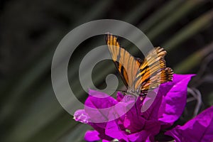 Monarch Butterfly photo