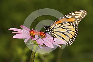 Monarch butterfly on a purple cone flower in Connecticut.
