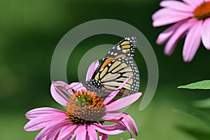 Monarch butterfly on purple cone flower