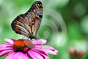 Monarch Butterfly on Purple Coneflower