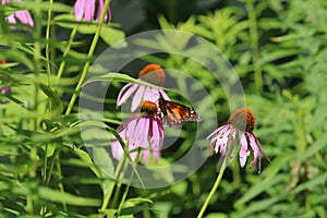 A Monarch Butterfly on a Purple Coneflower in a garden in Wisconsin