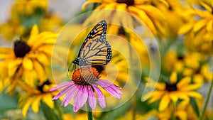 Motýľ na purpurová kužeľ kvetina 