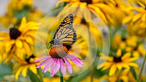 Mariposa sobre el púrpura cono flor 