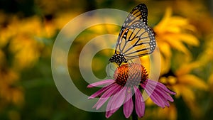 Monarch Butterfly on a Purple Echinacea Coneflower