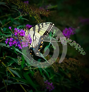 Monarch Butterfly on a Purple Flower