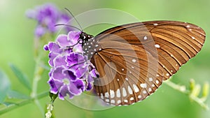 elegant brown monarch butterfly on a purple flower, a gracious and fragile lepidoptera insect famous for its migration photo