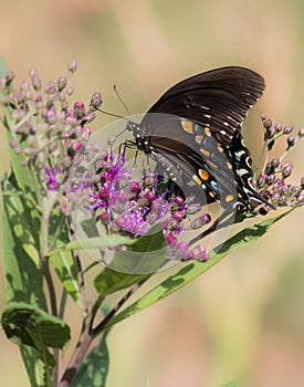 Monarch butterfly on a purple flower