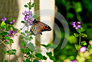 Monarch butterfly purple flower