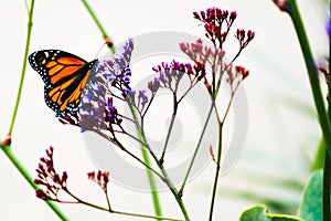 Monarch Butterfly on Purple Flowers in Garden