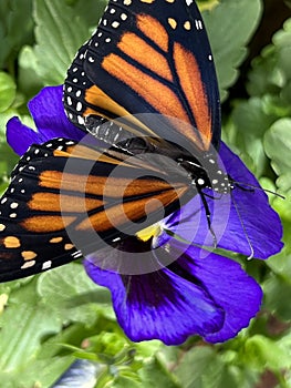 Monarch butterfly on purple pansy