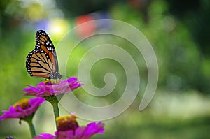 Monarch butterfly on purple wild flower