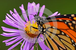 Monarch butterfly on purple wildflower in Theodore Wirth Park in Minneapolis, Minnesota