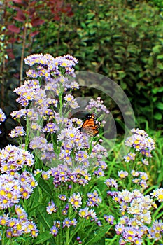 A Monarch Butterfly on Purple and Yellow Asters